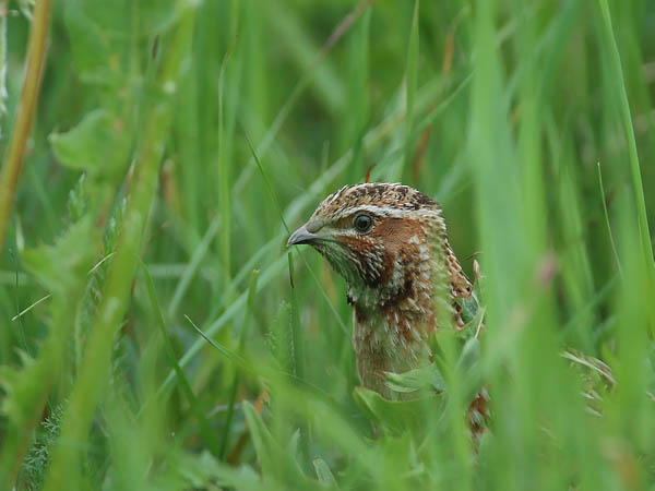 Viiriäinen, Common Quail, Coturnix coturnix